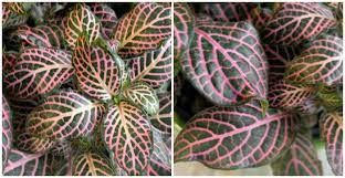 Ruby red fittonia plants feature richly variegated foliage that's dark green with richly red colored veins. Growing Fittonia Albivenis How To Grow Nerve Plant Pink Angel