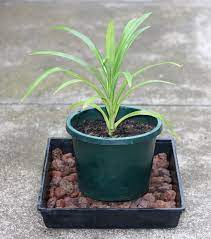 Pandan, or commonly referred to as pandan leaves, is a tropical plant native to southeast asia. How To Grow Pandan In Temperate Climates Deep Green Permaculture