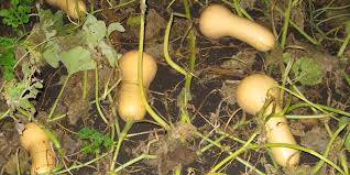 When selecting a ripe butternut squash, a consumer should pick each squash up and examine it thoroughly. Time To Harvest Those Winter Squash
