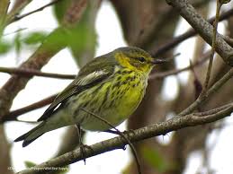 Monhegan Fall Weekend | Maine Birding Field Notes HD phone wallpaper