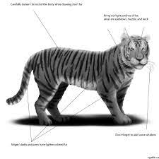 Esy how to draw a tiger full. Realistic Tiger Drawings In 4 Steps With Photoshop Drawings Computer Drawing Pad Realistic