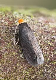 Image result for Stigmella paradoxa