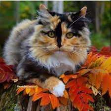 koshki vsegda chudesno vyglyadyat potomu chto 1ne buhayut 2 ne kuryat 3 mnogo spyat 4 mnogo zhrut 5 ne hodyat na rabotu uchyobu krasivye koshki milye kotiki zhivotnye