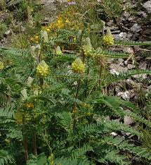 Image result for Astragalus atropilosulus