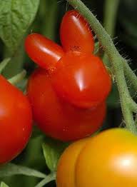Fruits Et Legumes Aux Formes Insolites Et Marrantes Tomate Lapin Fruits Et Legumes Idee Legume Fruits