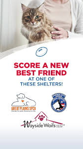 Khs is dedicated to bringing pets and owners together to create a humane community. Kck Animal Services Home Facebook