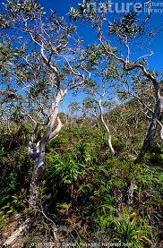 Image result for Melaleuca quinquenervia