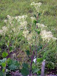 Maybe you would like to learn more about one of these? 8 Jenis Flora Di Amerika Serikat Yang Langka Dan Unik Ilmugeografi Com