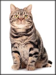 Who S That Cat The American Shorthair Born In The Usa Cats Cutecats Catsandkittens Catlovers C American Shorthair Cat Funny Cute Cats American Shorthair