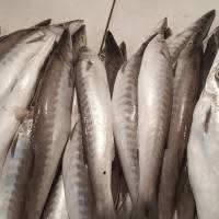 Search the world's information, including webpages, images, videos and more. Jual Ikan Barakuda Terlengkap Terbaik Harga Murah August 2021