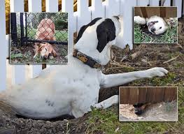The perfect gift for dog owners. Why Is My Dog Digging Holes All Of A Sudden Executive Dog Training