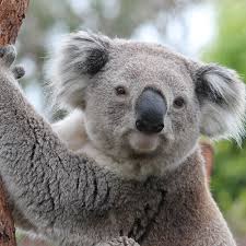 Image result for koala