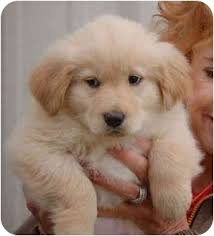Puppy For Adoption In Ct Information On Dog Breeds Uk