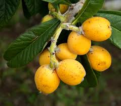 Image result for Eriobotrya