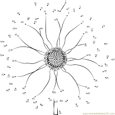 Younger students can color the flower worksheets, while older students can label all of their parts. Hard Flower Dot To Dot Printables Novocom Top