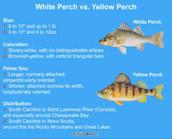 White Perch Vs Yellow Perch A Quick Guide