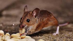 Hire the best pest control services in san francisco, ca on homeadvisor. Rats In The Attic Read This Before Calling Pest Control Atticare