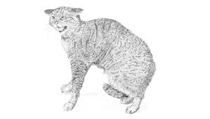 Understanding Cat Body Language Behaviour Purina