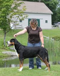 Find greater swiss mountain dogs for sale in lancaster, pa on oodle classifieds. Rodeo Swissy Pixley