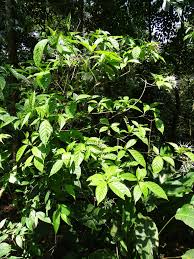 Image result for Pavetta sp. I