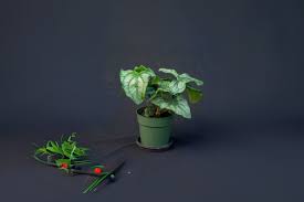 Image result for Stylochaeton