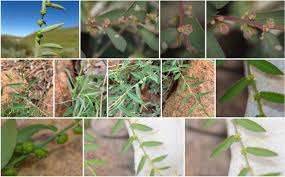 Image result for Phyllanthus maderaspatensis