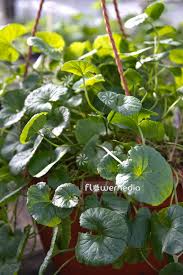 Image result for Centella asiatica