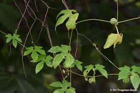 Image result for Diplocyclos tenuis