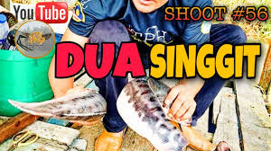 Tega banget tuh orang , neh ane kasih ssnnya , kalo gak kuat jangan di buka ya. Ikan Tapah Makan Monyet Cara Mudah Budidaya Real Life News 311 696 Views6 Months Ago Tripistad