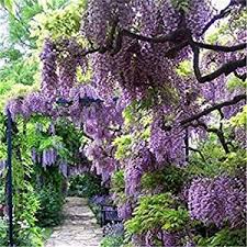 Don't expect flowers for 2 to 3 years after planting. Srushti Traders Purple Wisteria Live Plant Amazon In Garden Outdoors