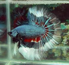 Pin On Betta S