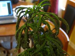 Magnesium also plays a key role within photosynthesis, whereas iron contributes greatly to chlorophyll formation and enzymatic activities. Why Is My Whole Plant Wilting Curling With Tips Turning Black And Leaves Turning Yellow Grow Weed Easy