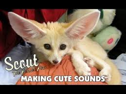 The 14 Most Delightful Animals Making Cute Noises Fennec Fox Cute Animal Pictures Cute Baby Animals