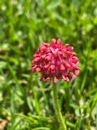 Image result for Schoenoplectus muriculatus