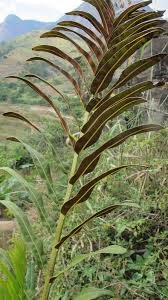 Image result for Acrostichum