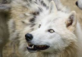 Maybe you would like to learn more about one of these? 10 Exotic Pets That Are Legal In Indiana Pethelpful