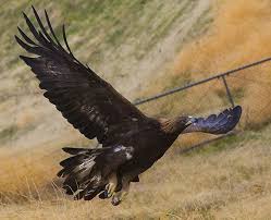 Here at pet and bird clinic in austin, tx, we are dedicated to keeping your pets happy and healthy! Mercy For The Menacing Wildlife Rescue And Rehabilitation