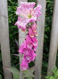 Image result for Digitalis purpurea alba/ red spots