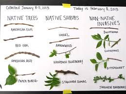 Check spelling or type a new query. Walden Trees Leafing Out Far Earlier Than In Thoreau S Time