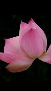 Pink Lotus Wallpaper Iphone Android Desktop Backgrounds Pink Lotus Wallpaper Lotus Wallpaper Flower Wallpaper