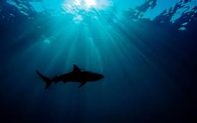 Thorsten kaye, nikita ager, danny keogh, rob van vuuren, daniel alexander et caroline bruins. Requins Quatre Nouvelles Especes Protegees Wwf France