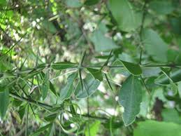 Image result for Salvadoraceae