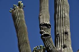 However, as with much plant information, this answer is not always correct, it actually takes less time for a saguaro cactus to grow its arm back in a landscape setting than it's native habitat. Plant Poaching Is A Problem On Public Lands Wyoming Public Media