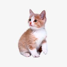Cute Kitten Kittens Cutest Cats Cute Animals