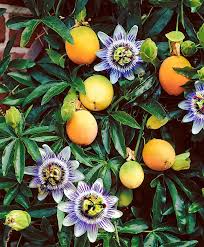 Passion Fruit Flower Passion Fruit Plant Passion Flower Plant Fruit Plants