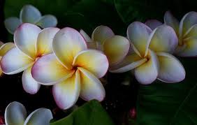 Plumeria Frangipani Catania Botanischer Garten Frangipani Plumeria Plants
