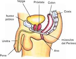 Reviews common tests for these conditions, as well as treatment side effects. The Prostate And Bladder Problems In Spanish Continence Foundation Of Australia