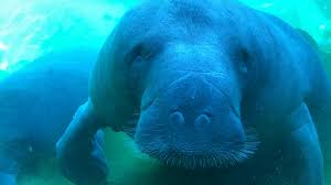 It's free, and you can feel how soft a ray is as it glides by. Teco Manatee Viewing Center Won T Reopen Until 2021 Due To Covid 19