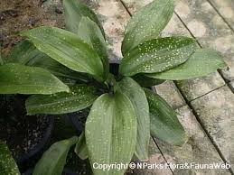Image result for Curculigo latifolia