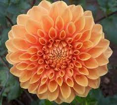 Maarn Pure Orange Blooms With Long Stems And Nice For Fall Flower Names Dahlia Flower Dahlia